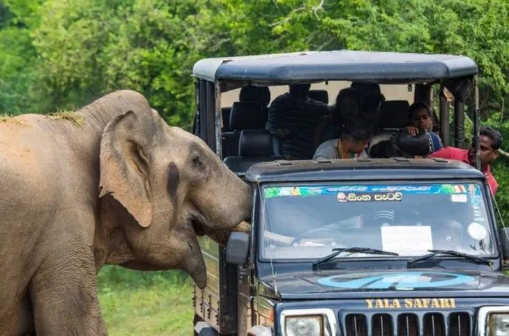 Safaride fil kabusu 🐘 Birden çalıların arasından çıktı ve olanlar oldu