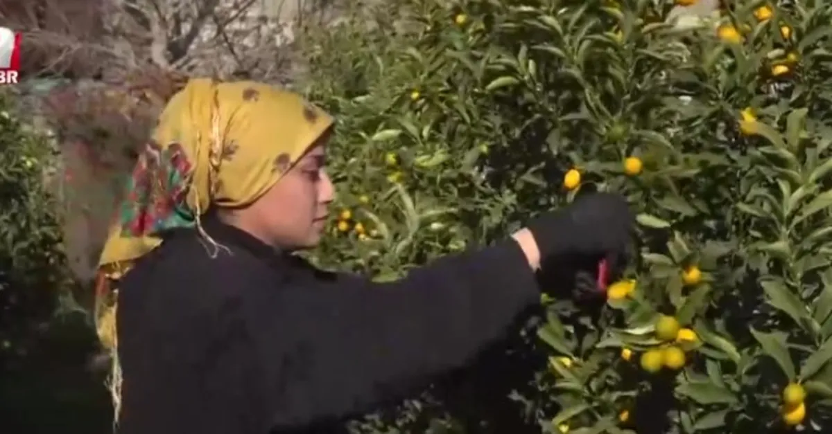 Ege'de kumkat hasadı başladı