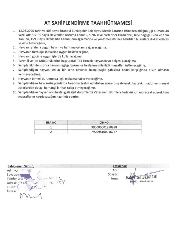 AK Parti kayıp 978 at ile ilgili gerçekleri açıkladı! Ekrem İmamoğlu ve İBB’nin bir balonu daha patladı