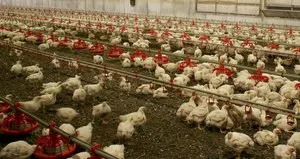 Bakanlık açıkladı! Konya’da kuş gribi vakası