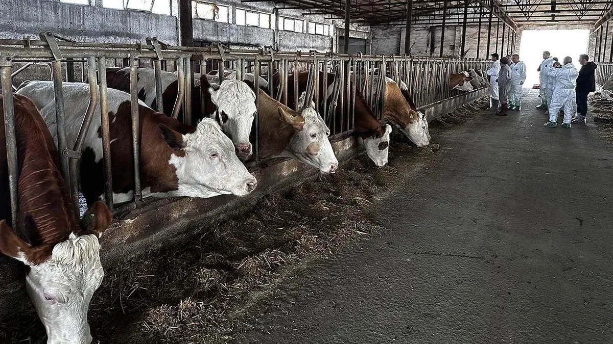Ardahan'da büyükbaş hayvanlara şap aşısı!