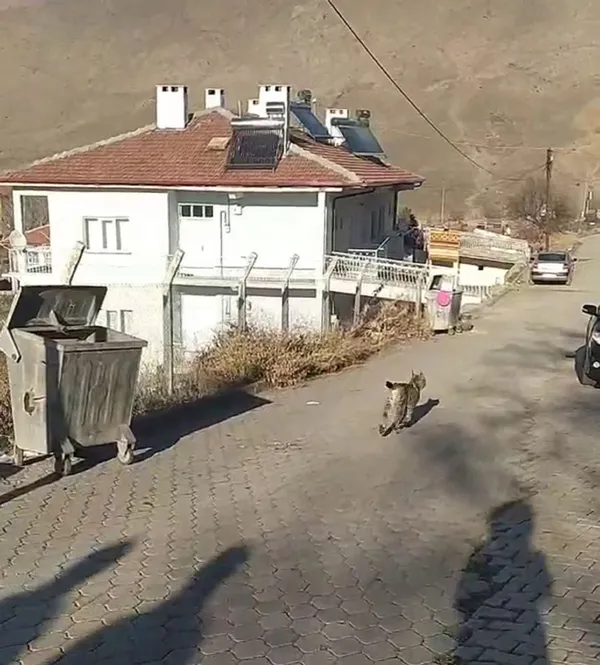 1611521152725.jpg Vahşi vaşak hayvanı sokaklara indi! Bir köpek ve kediyi telef etti - 1