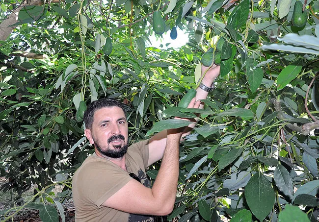 Avokado fidanı için geceden gelip sıraya giren var - 4