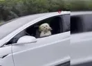 Tesla’nın sürücü koltuğundaki köpek olay oldu