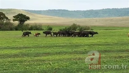 Serengeti’deki safaride inanılmaz görüntüler! O anlara tanık oldular