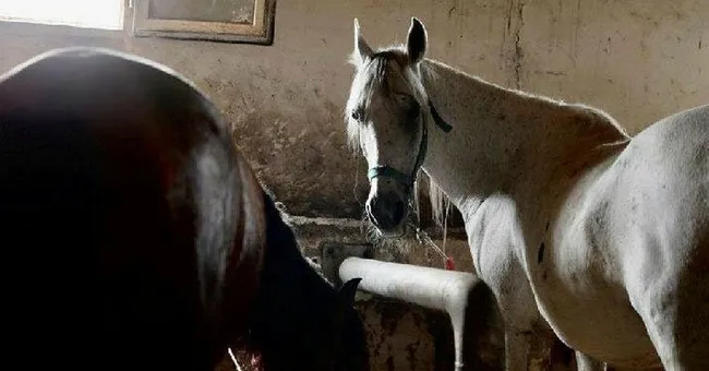 Adalar’da atları korumak için kurulan platform: İBB atları geri getirsin