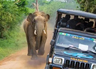 Safaride dehşet anları! Dev filin saldırısına uğradılar