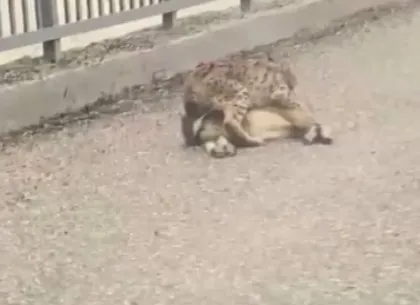 Avını YERKEN vatandaş kayda aldı! VAHŞİ DOĞA belgesellerini aratmayan görüntüler