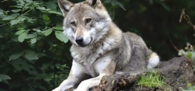 Fransa’da 9 kurt kafesten kaçtı! Hayvanat bahçesi kapatıldı