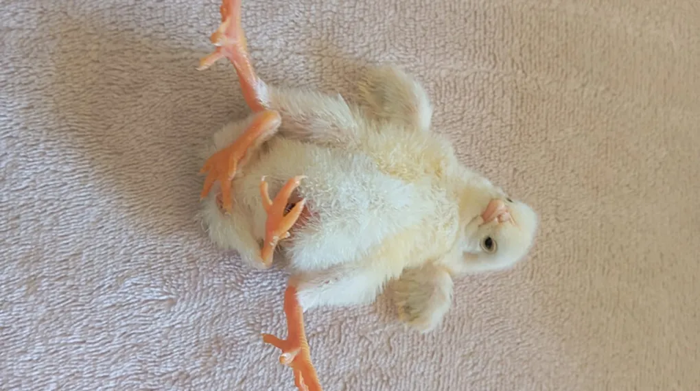 Diyarbakır’da dört ayaklı civciv şaşırttı