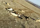 29 köpek bu halde bulundu