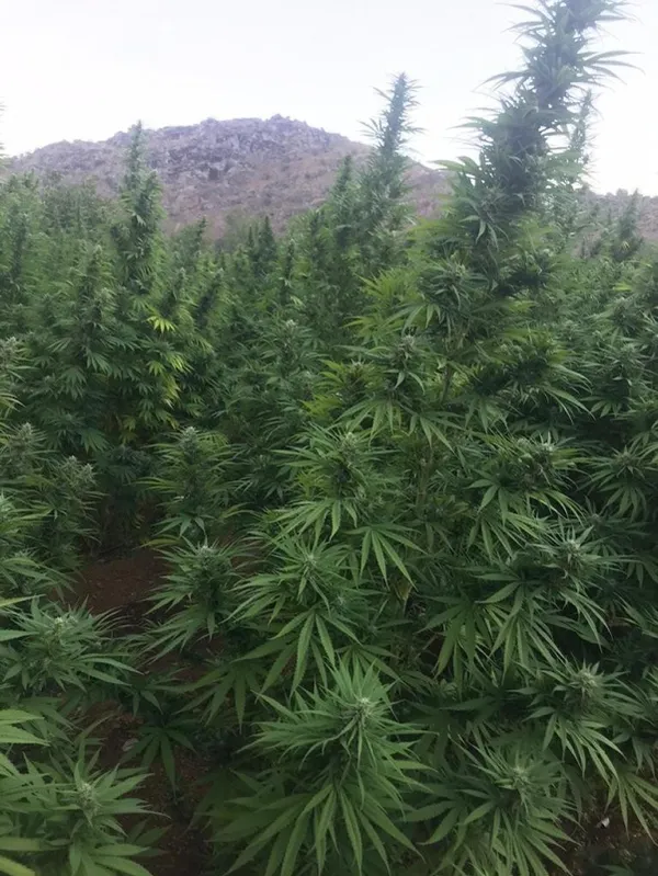 Terör örgütü PKK’nın finans kaynağına bir darbe daha