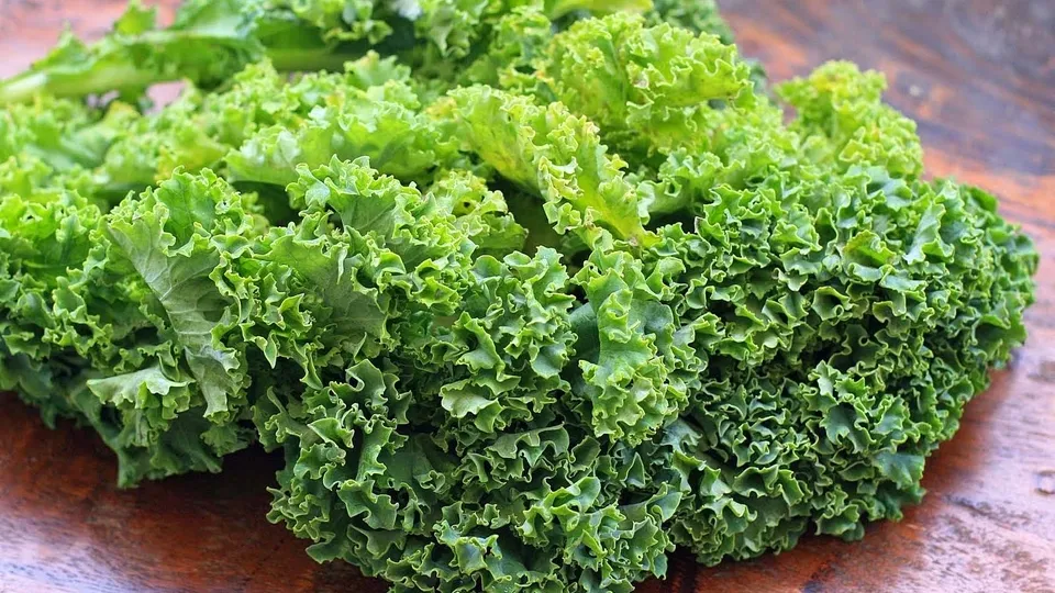 Kıvırcık salata doğurganlığı artırıyor