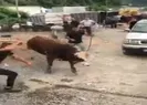 İpini koparan boğa ortalığı birbirine kattı!