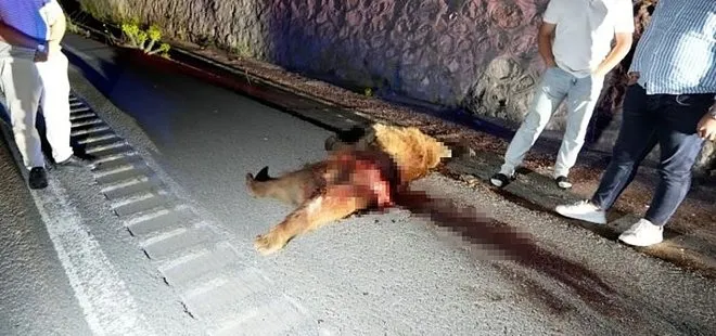 Gümüşhane'de otomobilin çarptığı ayı telef oldu