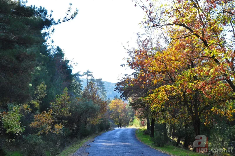 Sonbaharın renkleri Spil Dağı'nda! Orman manzarası mest etti 17