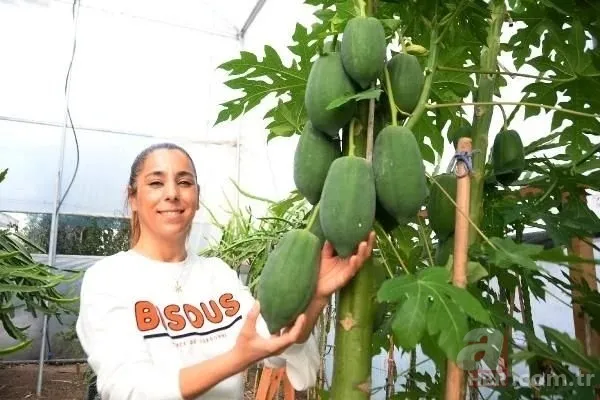 İspanya'da tadına baktı Mersin'e getirdi! Bir sezonda kazandığı para şaşırttı! Paraya para demiyor... 2