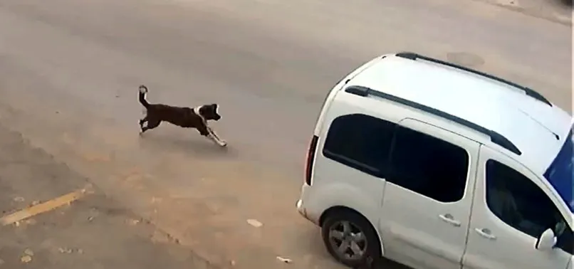 Köpeği ezen sürücüye 1097 lira ceza kesildi