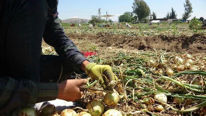 Tarım ve Orman Bakanı Prof. Dr. Vahit Kirişci'den patates-soğan spekülasyonlarına A Haber'de sert tepki: Fiyatlar daha da düşecek - 4