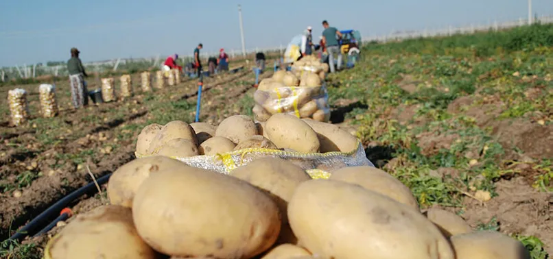 Domates ve patates fiyatları sabit tutulacak