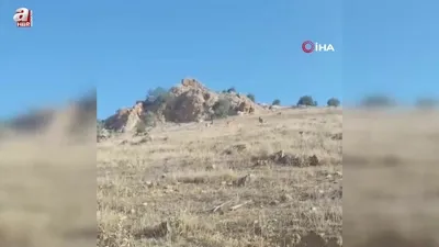 Dağ keçileri böyle görüntülendi