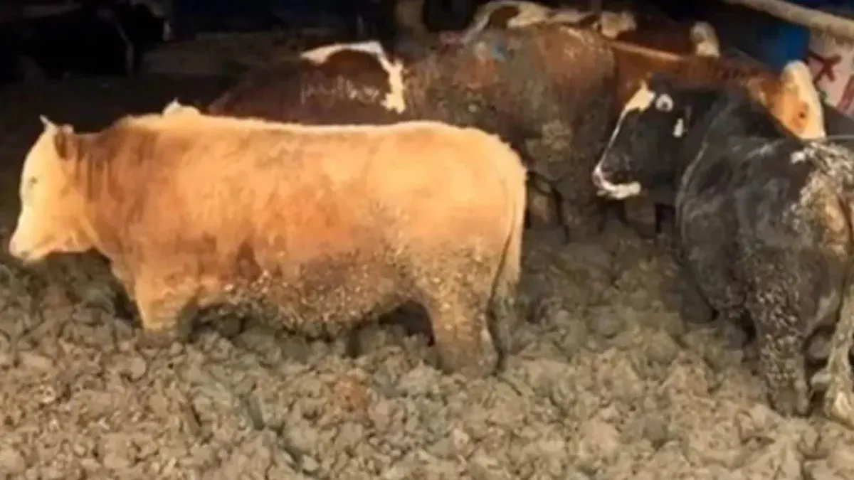 Hayvanları çamura batırmışlar: Görüntüler infiale yol açtı, bakanlık o işletmeye acımadı