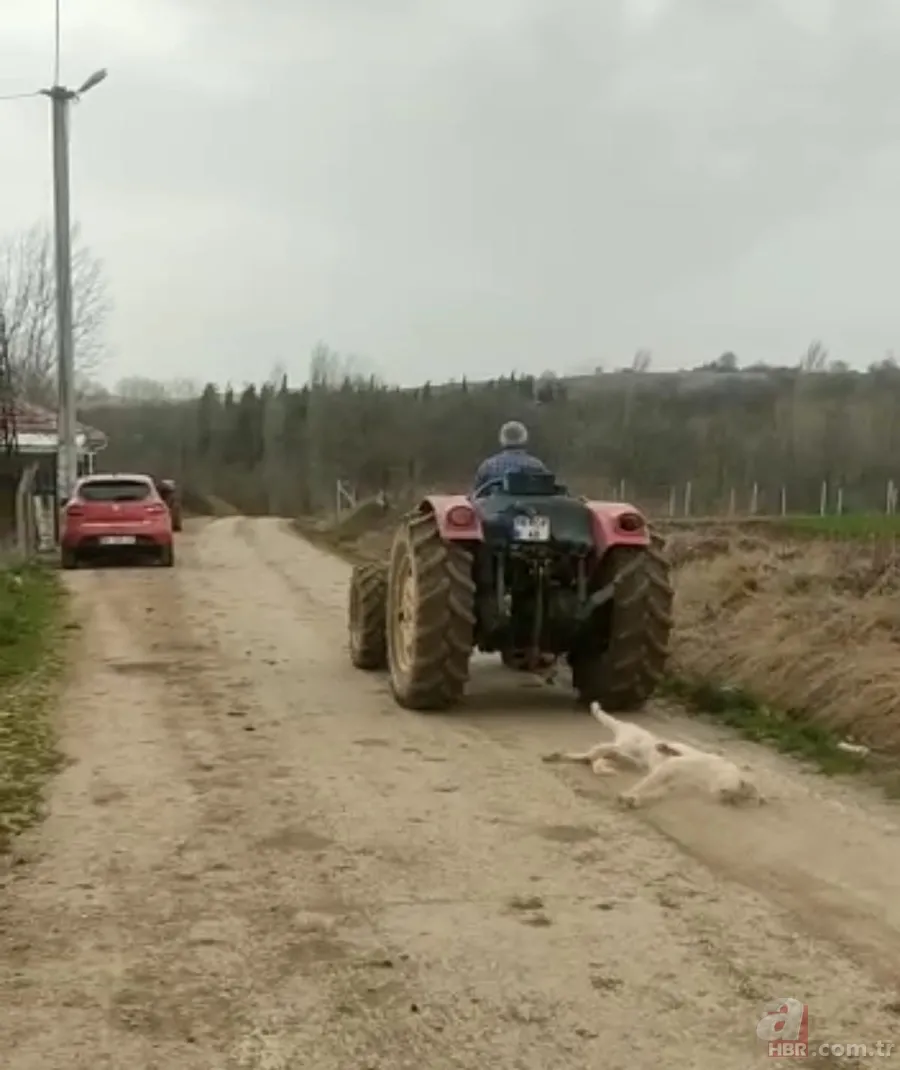 Bursa'da hamile köpeği tüfekle öldürdükten sonra sürükleyen cani serbest bırakıldı 5