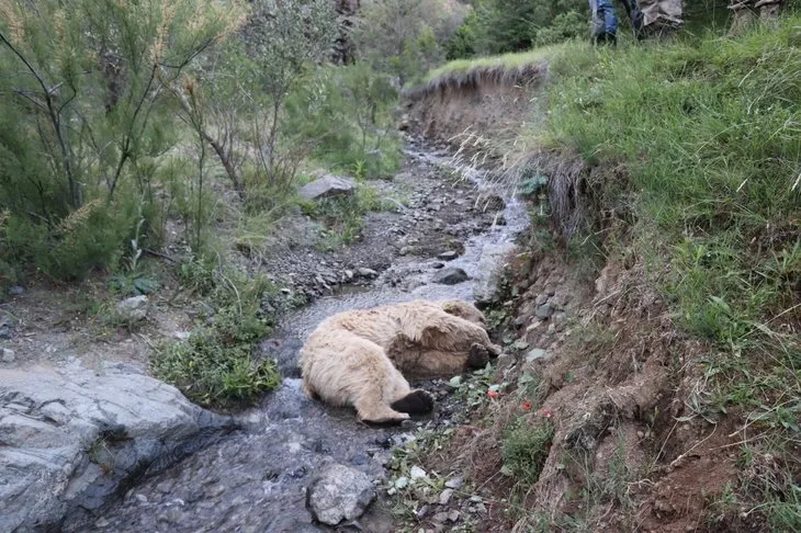 Erzurum’da kan donduran olay! Ayı çobana saldırdı... İkisi de öldü!