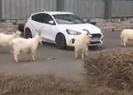 Korona sonrası sokakları yabani keçiler bastı!