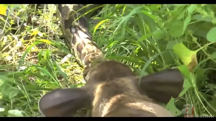 Anakonda yılanı ineği tek lokmada yuttu! O anlar böyle görüntülendi 7