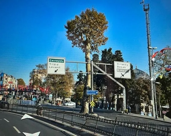 İBB Beşiktaş’taki 150 yıllık anıt çınarı yok etti! Tepki yağıyor: Mesele ağaç değil hala anlamadınız mı?