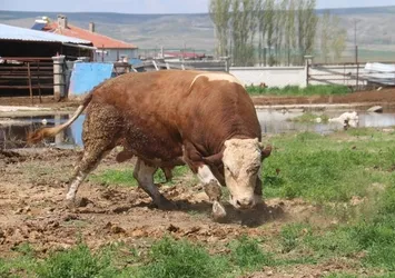 Tosun babasının rekorunu kırdı! Fiyatı dudak uçuklattı