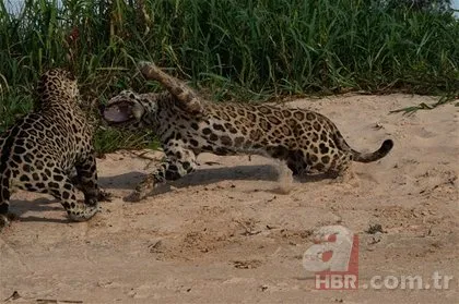 İki jaguarın inanılmaz karşılaşması! Sosyal medyayı sallayan görüntüler!