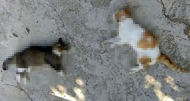 Mersin'de dehşete düşüren olay! 15 kedi zehirlenerek telef edildi - 7