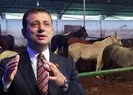 İBBdeki kayıp at skandalında yeni gelişme!