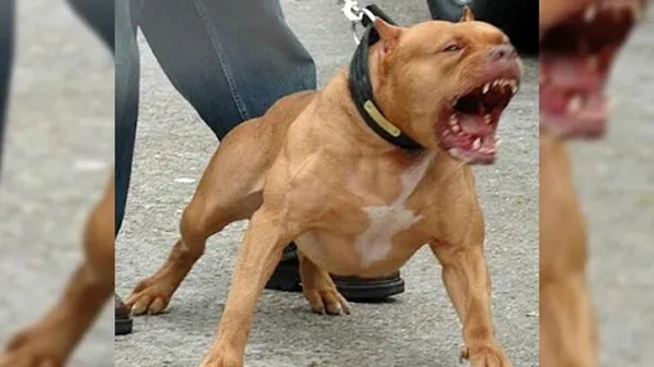 İngilizlerin canavarlaştırdığı köpek: Pitbull! Asiye’nin uğradığı saldırıyla ilgili bilinmeyen detaylar! Pitbullar nasıl bu hale geldi?