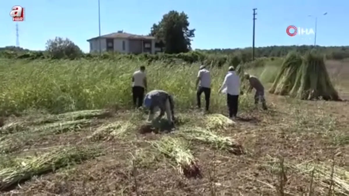 Altın susamda hasat başladı