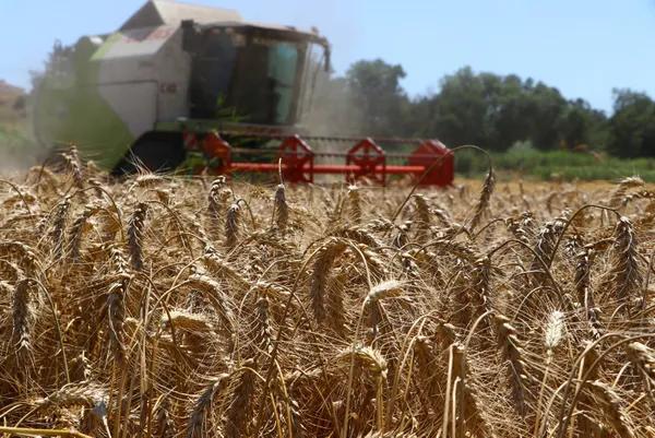 uzmanlar-a-haberde-merak-edilenleri-yanitladi-tahil-gemisinde-neler-var-turkiyeye-katki-saglar-mi-1658516371428.jpg Uzmanlar A Haber'de merak edilenleri yanıtladı: Tahıl gemisinde neler var? Türkiye'ye katkı sağlar mı? - 2