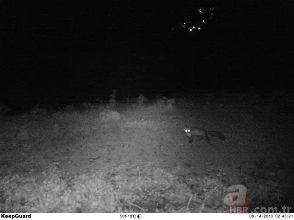 Dünyada ve Türkiye'de bir ilk! Aynı bölgede görüldüler 19