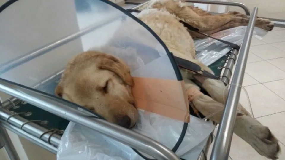 Kanserli köpek için seferber oldular
