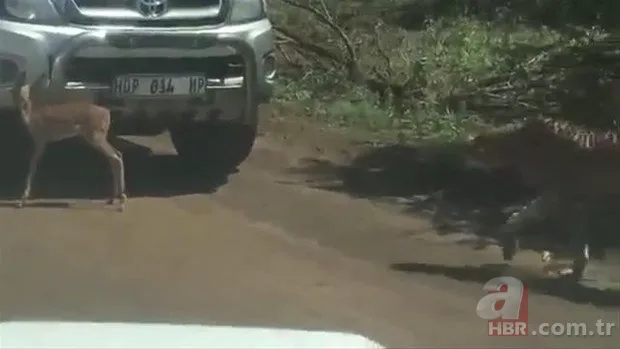 Zürafa aslanlara yem olmaktan kurtulamadı! Vahşi doğanın acımasız yüzü 12