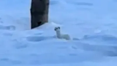 Tatvan’da beyaz gelincik görüntülendi
