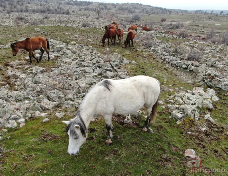 Murat Dağı'ndaki yılkı atlarının sayısı artıyor 14