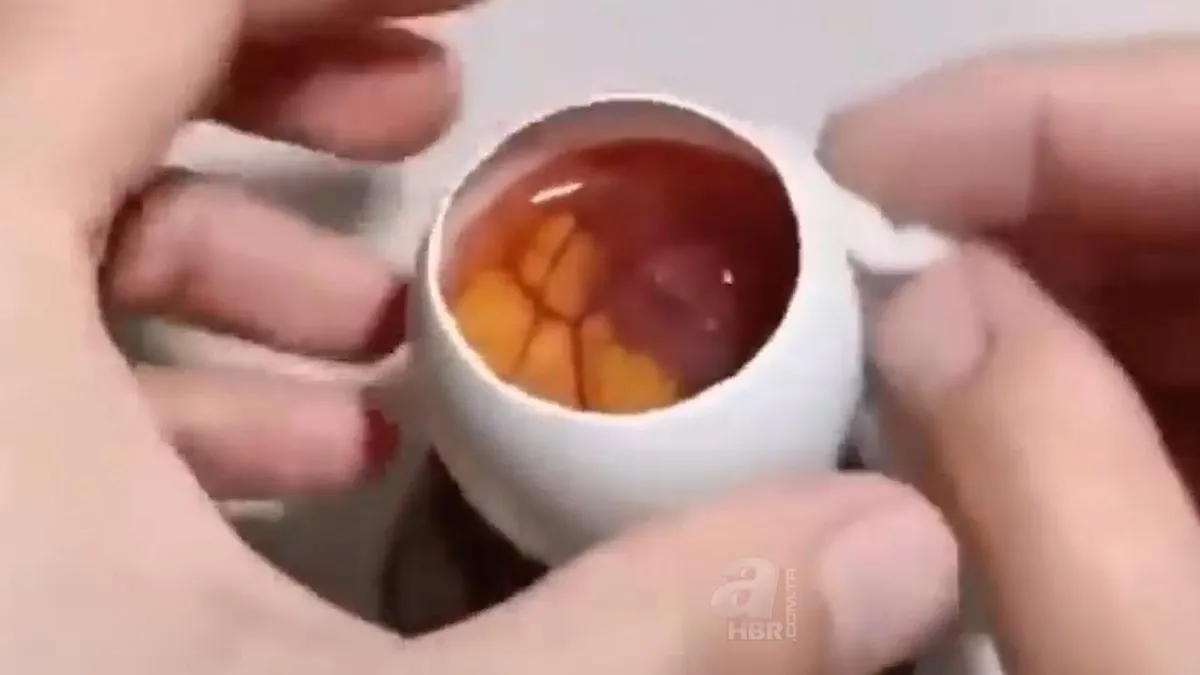 İşte civcivin yumurta içindeki gelişimi