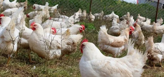 “Gezen tavuk” ve “Organik tavuk” adı altında yüksek fiyatlarla yumurta satışı