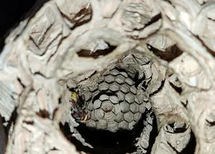 Rize’de evin içinde dev yaban arısı yuvası! Ev sahibi sergilenmesini istiyor