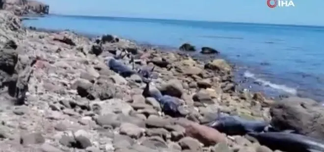 Meksika’daki Califin Plajı’nda en az 30 yunus karaya vurdu
