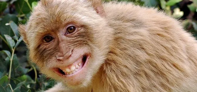 Hadi ipucu: RH ne demek? Rhesus maymunu hakkında bilgiler! Hadi ipucu 17 Aralık 2018