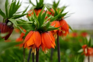 Ters laleyi koparmanın cezası 700 bin lira