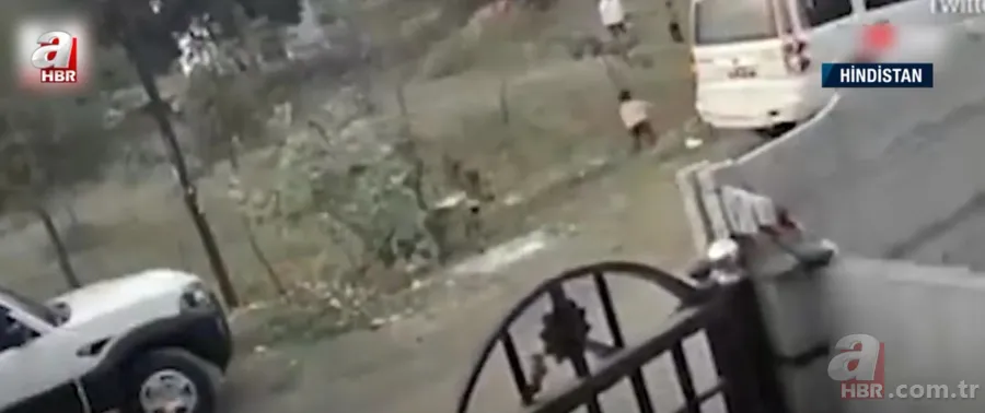 Köpekler aniden etrafını sardı! Dakikalarca ölüm kalım mücadelesi verdi ama... 19